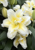 Лилия Roselily Людвина вост.мах.(5)