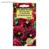 Виола Виттрока Махровое кружево Бургунди GSH 4шт (Дв)®